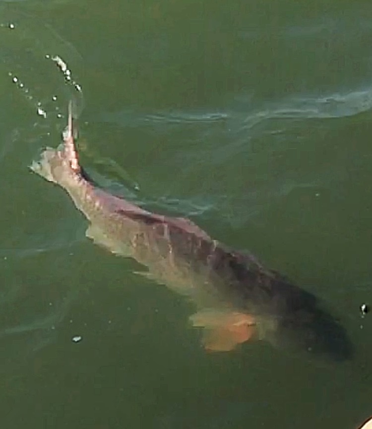 fishing guide corpus christi 