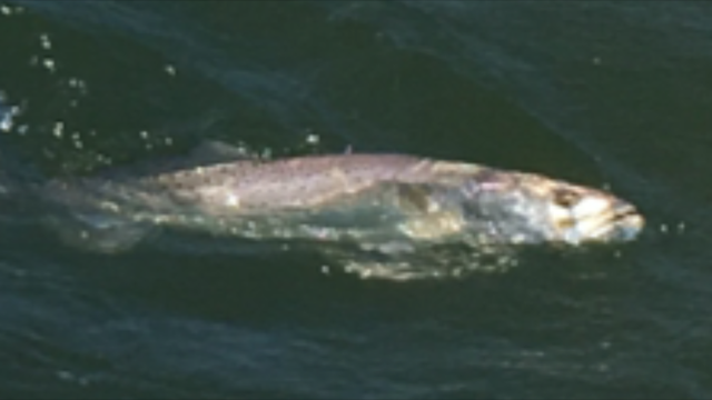 fishing guide corpus christi 